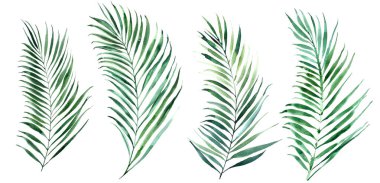 Set of watercolor illustrations of green palm leaves. clipart