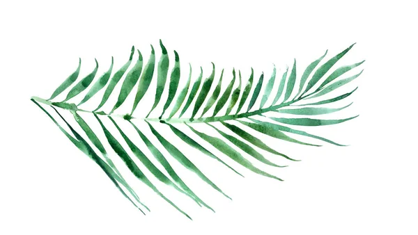 Ilustración de hoja de palma verde. Diseño de naturaleza tropical . — Foto de Stock