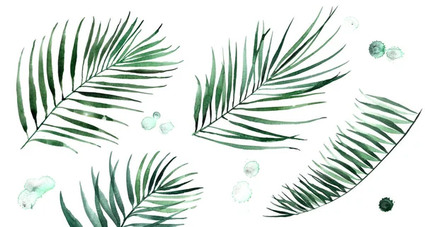 Conjunto de ilustraciones de acuarela hojas de palma. Diseño de naturaleza tropical . — Foto de Stock