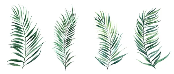 Set di illustrazioni ad acquerello foglie di palma. Design della natura per inviti a nozze, manifesti o biglietti da visita . — Foto Stock