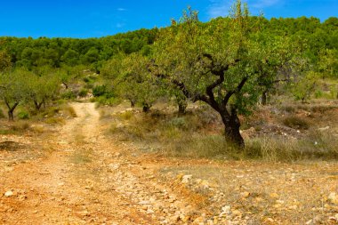 Benizar, Moratalla 'daki Badem Mahsulleri (İspanya)
