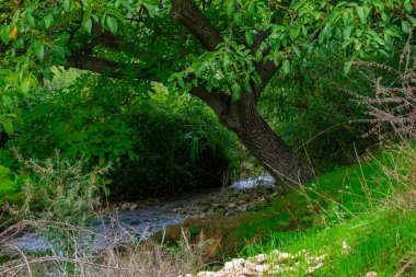 Benizar, Moratalla ormanlarındaki dereler, (İspanya)