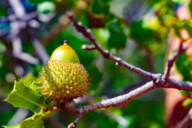 Ormanda palamut, benizar, moratalla (İspanya)