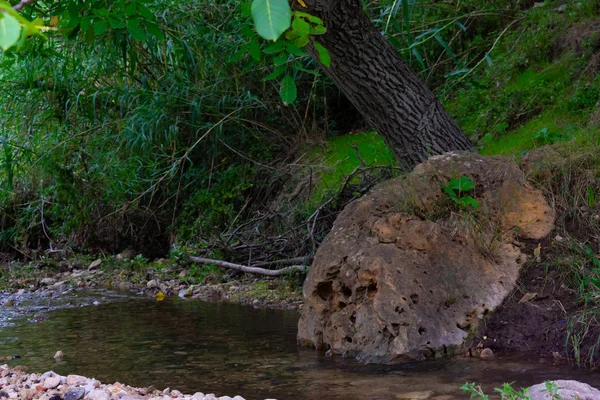 Струмки Лісах Бенізара Моратала Іспанія — стокове фото