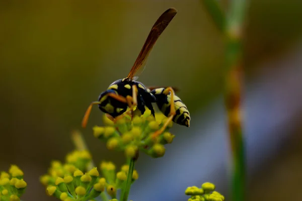 Ormandaki eşek arısı