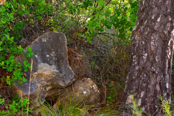 Bellota Bosque Benizar Moratalla España — Foto de Stock