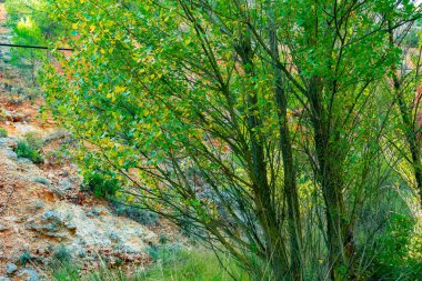 Benizar, Moratalla 'daki Alamos Ormanı (İspanya)