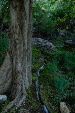 Benizar, Moratalla 'daki Alamos Ormanı (İspanya)