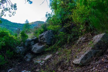 Benizar, Moratalla 'daki Alamos Ormanı (İspanya)