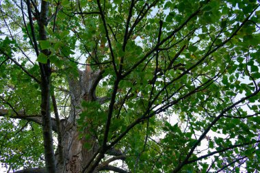 Benizar, Moratalla 'daki Alamos Ormanı (İspanya)