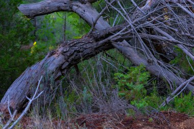 Benizar, Moratalla 'daki çam ormanı (İspanya)