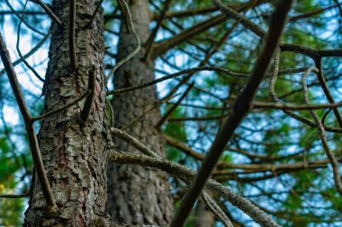 Benizar, Moratalla 'daki çam ormanı (İspanya)