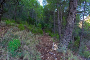 Benizar, Moratalla 'daki çam ormanı (İspanya)