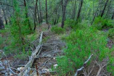 Benizar, Moratalla 'daki çam ormanı (İspanya)