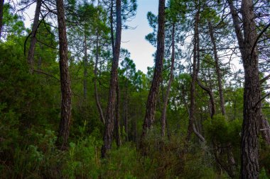 Benizar, Moratalla 'daki çam ormanı (İspanya)