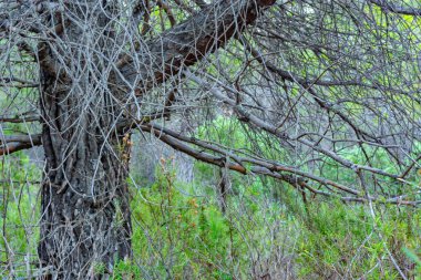 Benizar, Moratalla 'daki çam ormanı (İspanya)