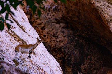 Doğada Pyrenean keçisi
