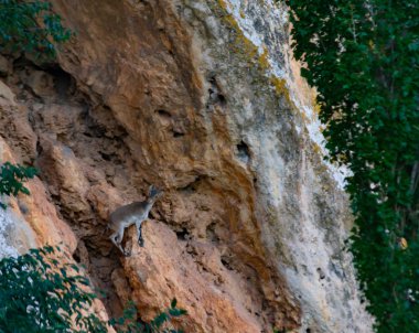 Vahşi doğada Pyrenean keçileri