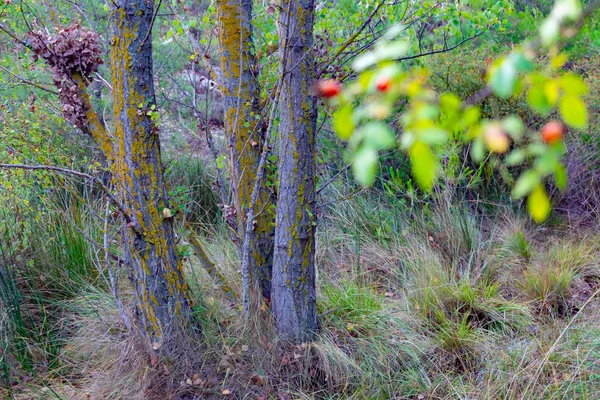 Benizar, Moratalla 'daki Alamos Ormanı (İspanya)