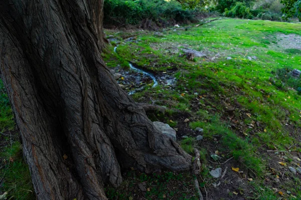 Bosque Alamos Benizar Moratalla España — Foto de Stock