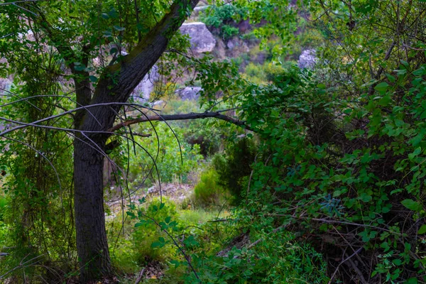 Benizar, Moratalla 'daki Alamos Ormanı (İspanya)