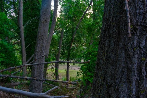 Benizar Moratalla Daki Alamos Ormanı Spanya — Stok fotoğraf