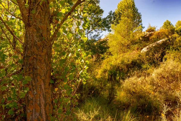 Floresta Alamos Benizar Moratalla Espanha — Fotografia de Stock