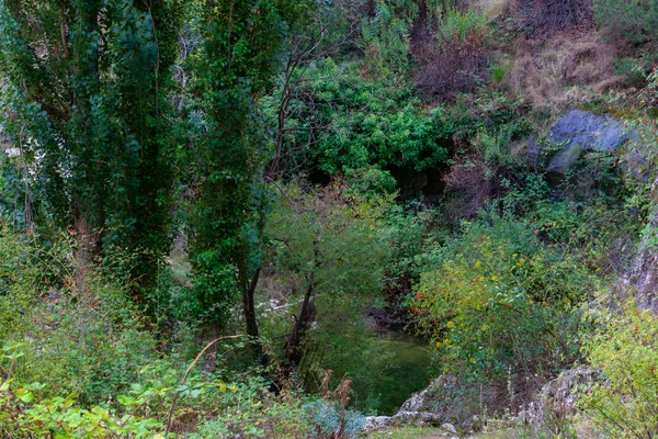 モラタラのベニザールにあるアラモスの森 スペイン — ストック写真