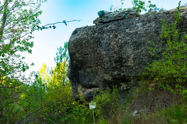 Bosque Alamos Benizar Moratalla España — Foto de Stock