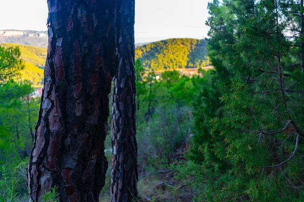 Bosque Pinos Teruel España — Foto de Stock