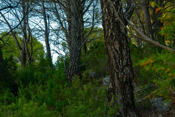 Benizar, Moratalla 'daki çam ormanı (İspanya)