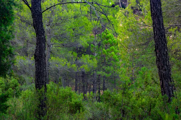 Bosque Pinos Teruel España — Foto de Stock