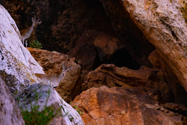 Doğada Pyrenean keçisi