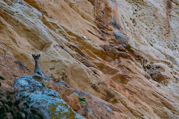 Vahşi doğada Pyrenean keçileri