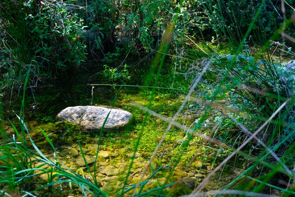 Žabí Rybník Benizaru Moratale Murcii Španělsko — Stock fotografie