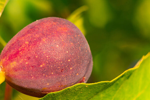 figs in the forest