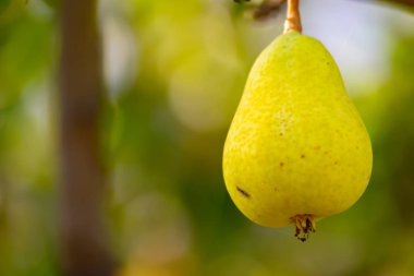Armut yaz için çok nemlendirici ve taze bir meyvedir.