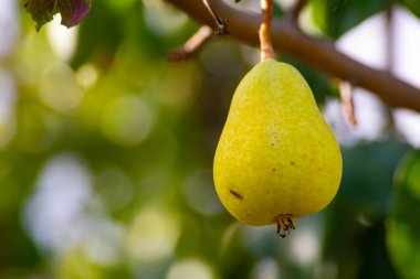 Armut yaz için çok nemlendirici ve taze bir meyvedir.
