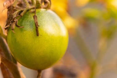 Benizar, Moratalla (İspanya) bahçesinden domatesler)