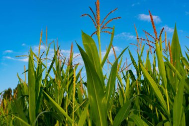 Moratalla 'nın Benizar köyünde (İspanya) mısır ekinleri)