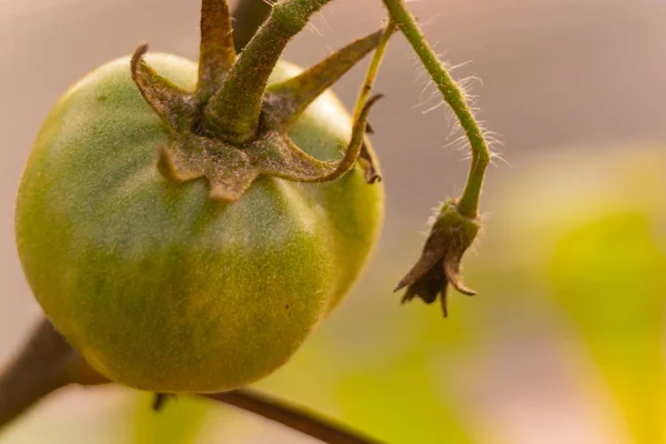 Benizar, Moratalla (İspanya) bahçesinden domatesler)