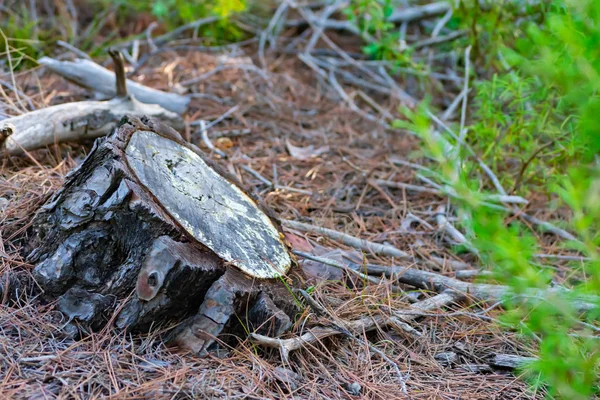 Baumstämme Wald Benizar Moratalla Spanien — Stockfoto