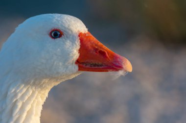 Gün doğumunda gölde kuğular 