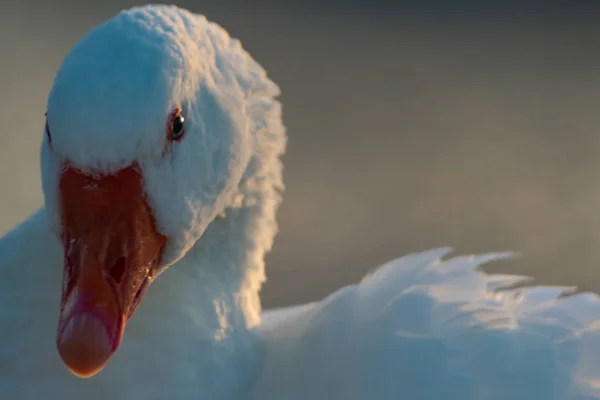 Gün doğumunda gölde kuğular 