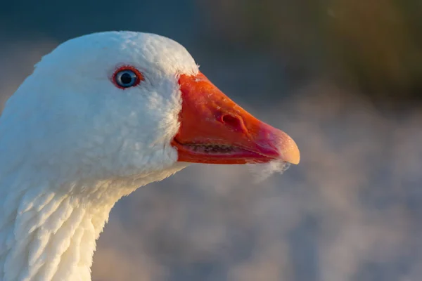 Gün doğumunda gölde kuğular 