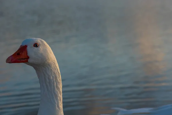 Swans Lake Sunrise — Stock Photo, Image