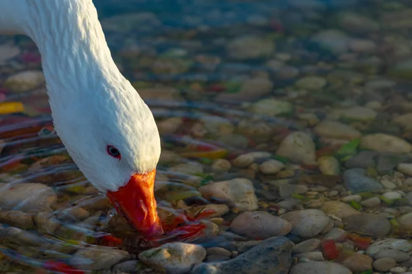 Schwäne Auf Dem See Bei Sonnenaufgang — Stockfoto