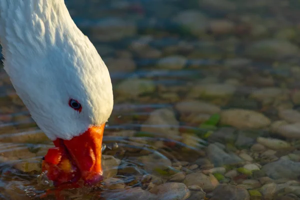 Swans Lake Sunrise — Stock Photo, Image