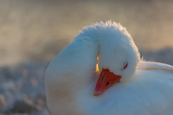 Swans Lake Sunrise — Stock Photo, Image