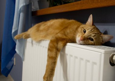 Kırmızı kedi sıcak pilden tadını çıkarma